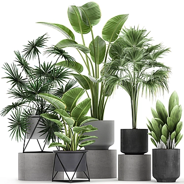 Tropical Plant Collection: Exotic Palms & Fan Palms 3D model image 1 