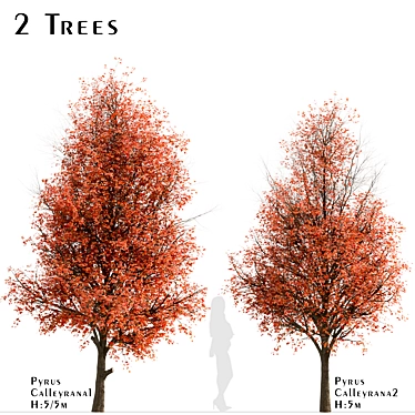 Callery Pear Tree Duo - Exquisite Pyrus Calleryana Pair 3D model image 1 