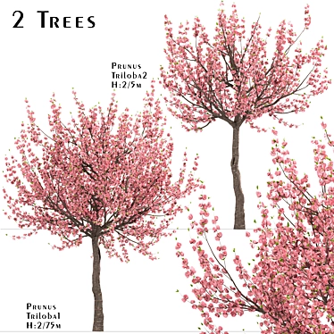 Flowering Almond Tree Duo (2 Trees) - Lovely Prunus Triloba Pair 3D model image 1 