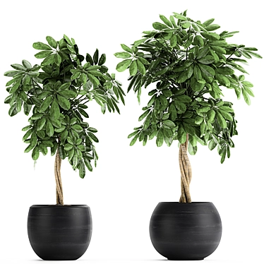 Tropical Schefflera Plants in Black Pots 3D model image 1 