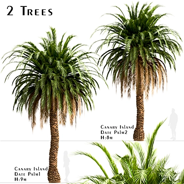 Canary Island Date Palm Trees (2-Pack): Majestic Landscaping Beauty 3D model image 1 