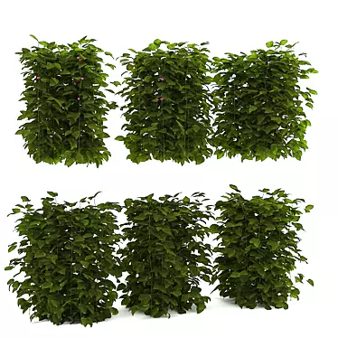 Luscious Raspberry Bushes 3D model image 1 