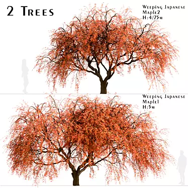 Beautiful Weeping Japanese Maple Set 3D model image 1 