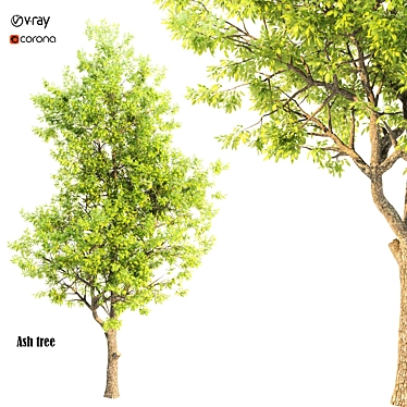Elegant Ash Tree Wall Decor 3D model image 1 