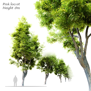 Pink Locust Tree: Robinia ambigua 3D model image 1 