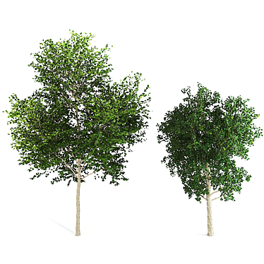 Birch Tree Duo: Timeless Elegance 3D model image 1 