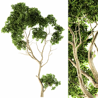 Lush Green Maple Tree Set 3D model image 1 