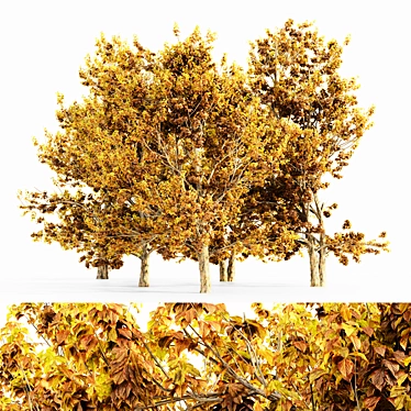 Korean Stewartia Forest: Fall 5-Tree Collection 3D model image 1 