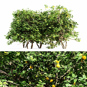 Tall and Lush Lemon Tree - Set of 5 3D model image 1 