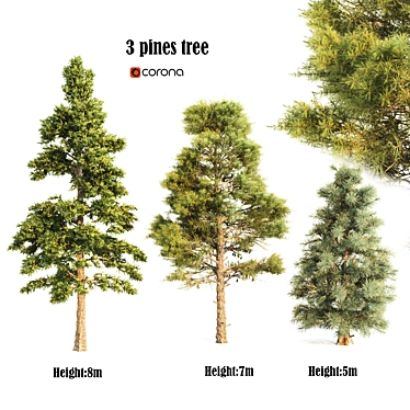 Pine Polygons Set 3D model image 1 