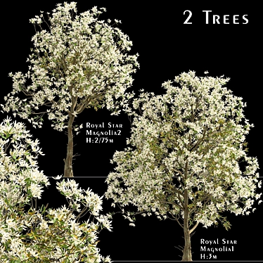 Royal Star Magnolia Trees: Beautiful Blossoms (2 Trees) 3D model image 1 