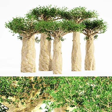 Towering Madagascan Baobab Jungle Set 3D model image 1 
