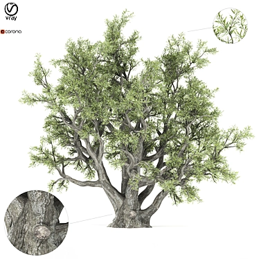 Authentic Old Olive Tree 3D model image 1 