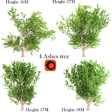 Natural Ash Tree Seeds 3D model image 1 