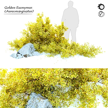 Golden Euonymus Bush: Vibrantly Golden Foliage & Natural Rock Accents 3D model image 1 