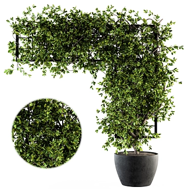 Ivy4Ever - Outdoor Plant Set 3D model image 1 