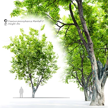 Marshall Green Ash: Seedless Fraxinus 3D model image 1 