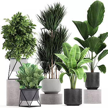 Exotic Plant Collection: Schefflera, Banana Palm & More 3D model image 1 