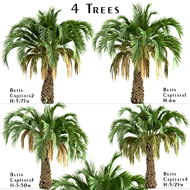 Premium Set of Butia Capitata Trees 3D model image 1 