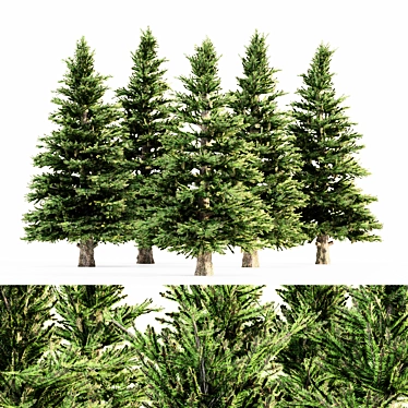 Tall Norway Spruce Bundle 3D model image 1 