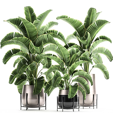 Title: Tropical Plant Collection: Banana Palm, Ravenala, Strelitzia 3D model image 1 