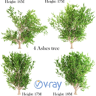 Evergreen Ash Tree: Beautiful & Low-Maintenance 3D model image 1 