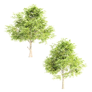 Breathtaking Beeches: 384,680 & 451,593 3D model image 1 