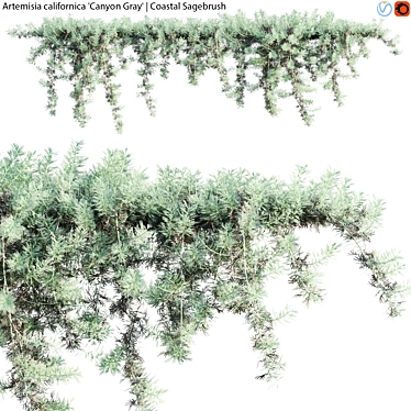 Coastal Sagebrush - 3D Model Archive 3D model image 1 