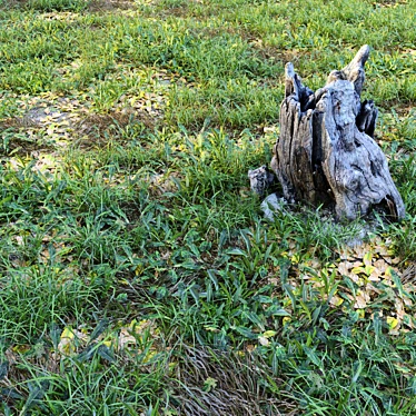 Natural Meadow with Plants & Stump 3D model image 1 