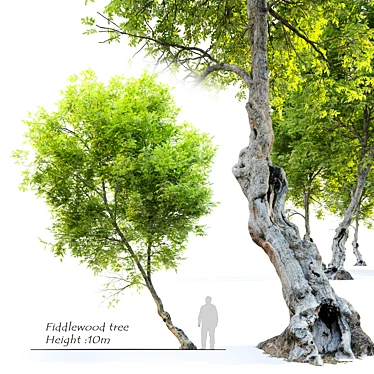 Fiddlewood: Majestic Citharexylum Tree 3D model image 1 