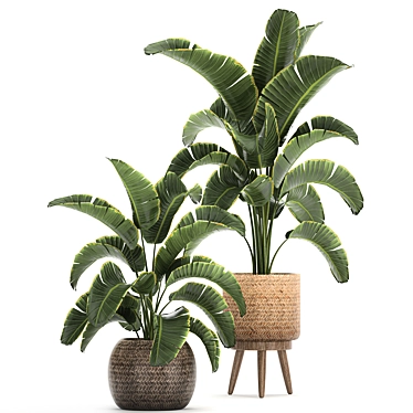 Tropical Paradise Plant Collection 3D model image 1 
