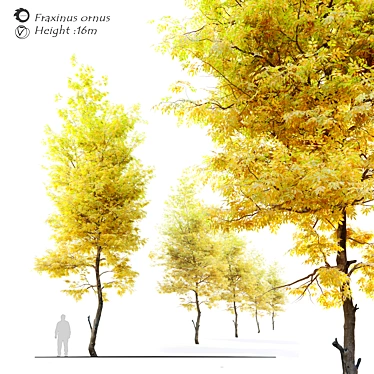 Flowering Ash: Autumn Elegance 3D model image 1 