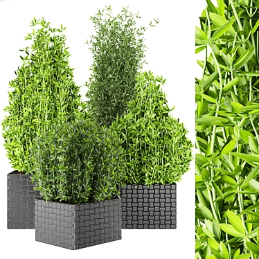 Premium Plant Collection Vol. 22 3D model image 1 