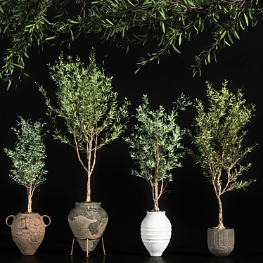 Elegant Indoor Olive Plant Set 3D model image 1 