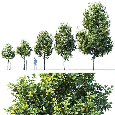Common oak # 1 H3-9m Five tree set