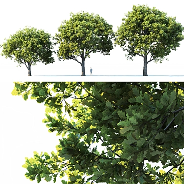 Trio of Majestic Oak Trees 3D model image 1 