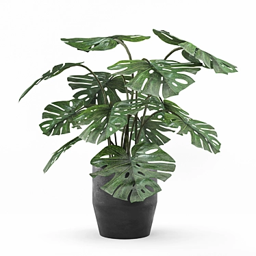 Lush Monstera: Indoor & Outdoor 3D model image 1 