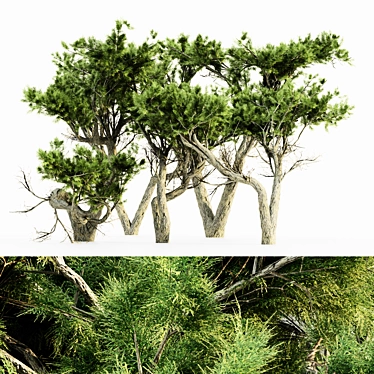  Majestic Monterey Cypress Tree Set 3D model image 1 