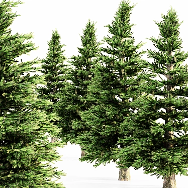 5-Tree Set of Norway Spruce 3D model image 1 