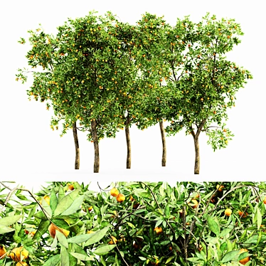 Lush Orange Fruit Tree Collection 3D model image 1 