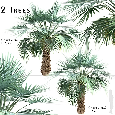 Exotic Copernicia Palm Trees (2-Pack) 3D model image 1 