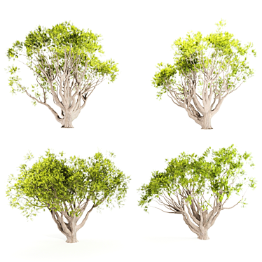 13M Acacia Tree: Majestic and Versatile 3D model image 1 