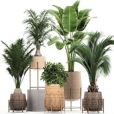 Tropical Plant Collection: Exotic & Indoor Plants in Rattan Basket 3D model image 1 