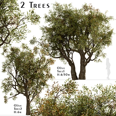 Mediterranean Duo: Set of 2 Olive Trees 3D model image 1 