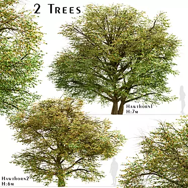 Delightful Set of Hawthorn Trees 3D model image 1 