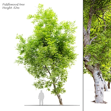 Fiddlewood Tree: 12m Height, Exquisite Citharexylum Spinosum 3D model image 1 