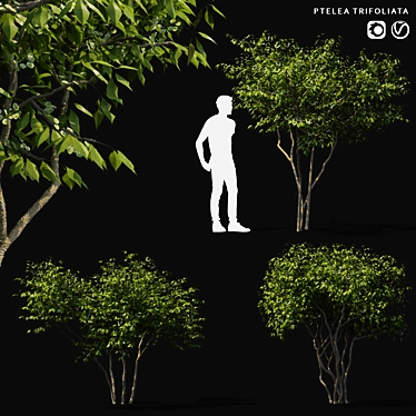 Elegant Three-Leafed Ptelea Tree 3D model image 1 