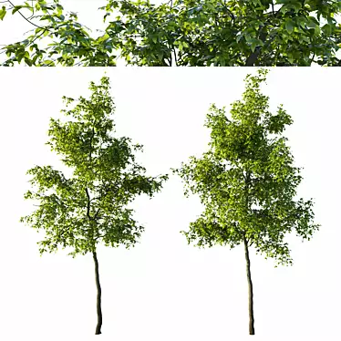 Pennsylvania Ash Tree Pair with Stunning Polycounts 3D model image 1 