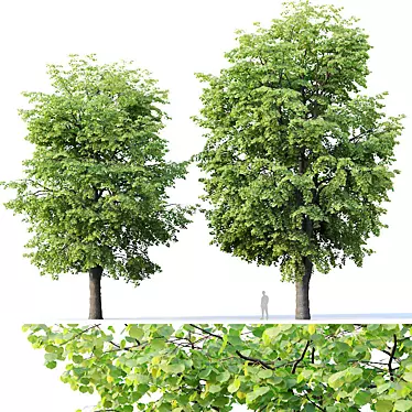 Tilia europaea 16,18m - Two Detailed Trees 3D model image 1 