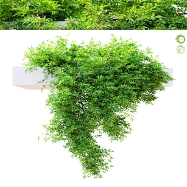 Hanging Plant - Corolla FBX 3D model image 1 